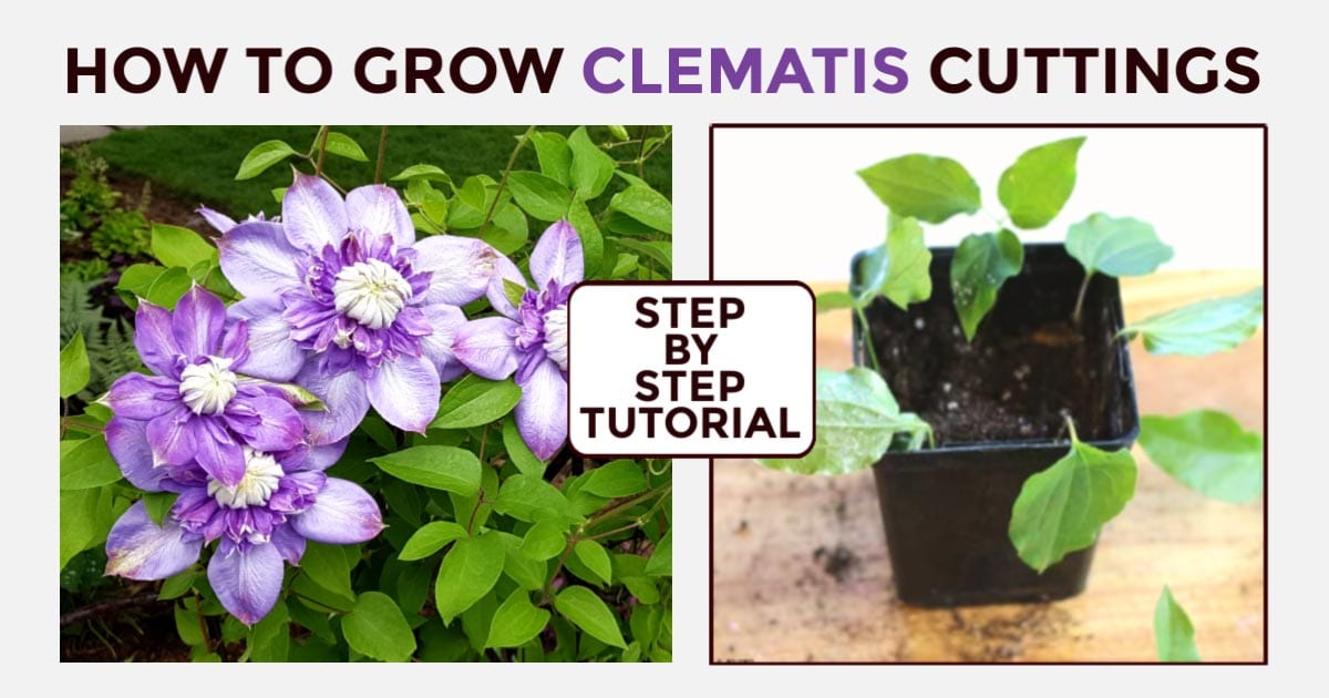 How to Effortlessly Achieve Success with Clematis Propagation