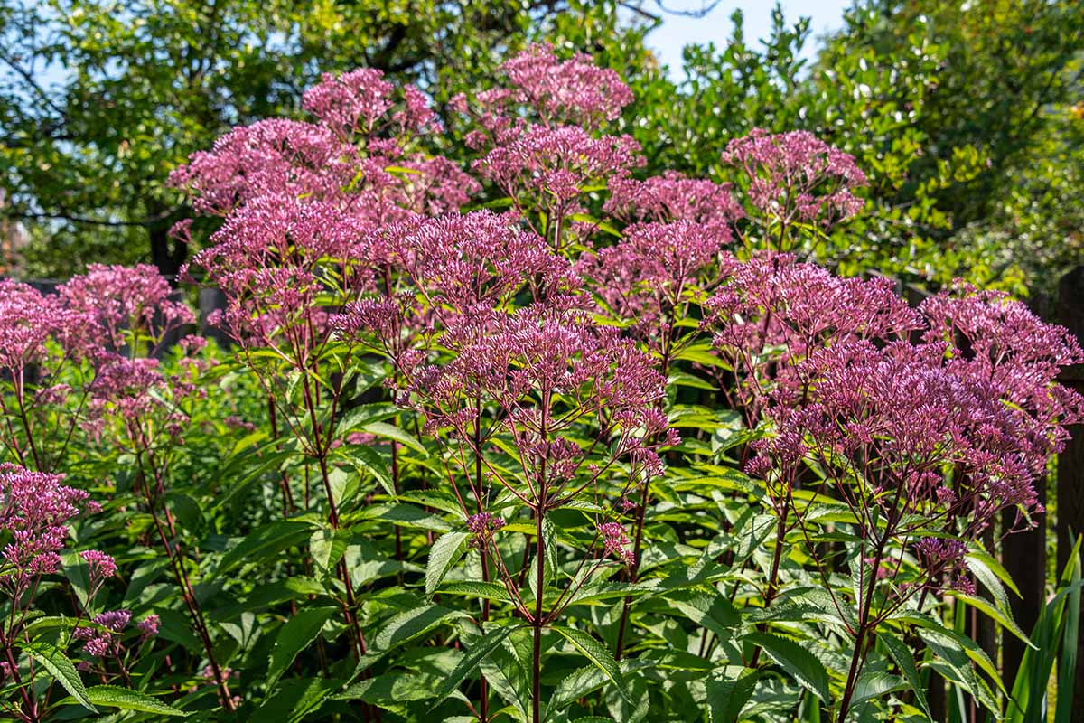 Grow Vibrant Gardens with Joe Pye Weed