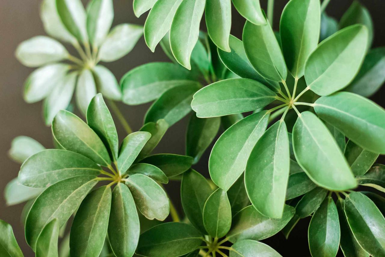 How to Effortlessly Expand Your Schefflera Collection