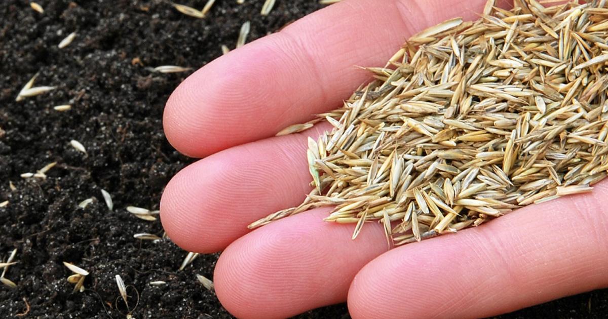 The Best Time to Sow Grass Seed for a Beautiful and Green Lawn: Expert Guide