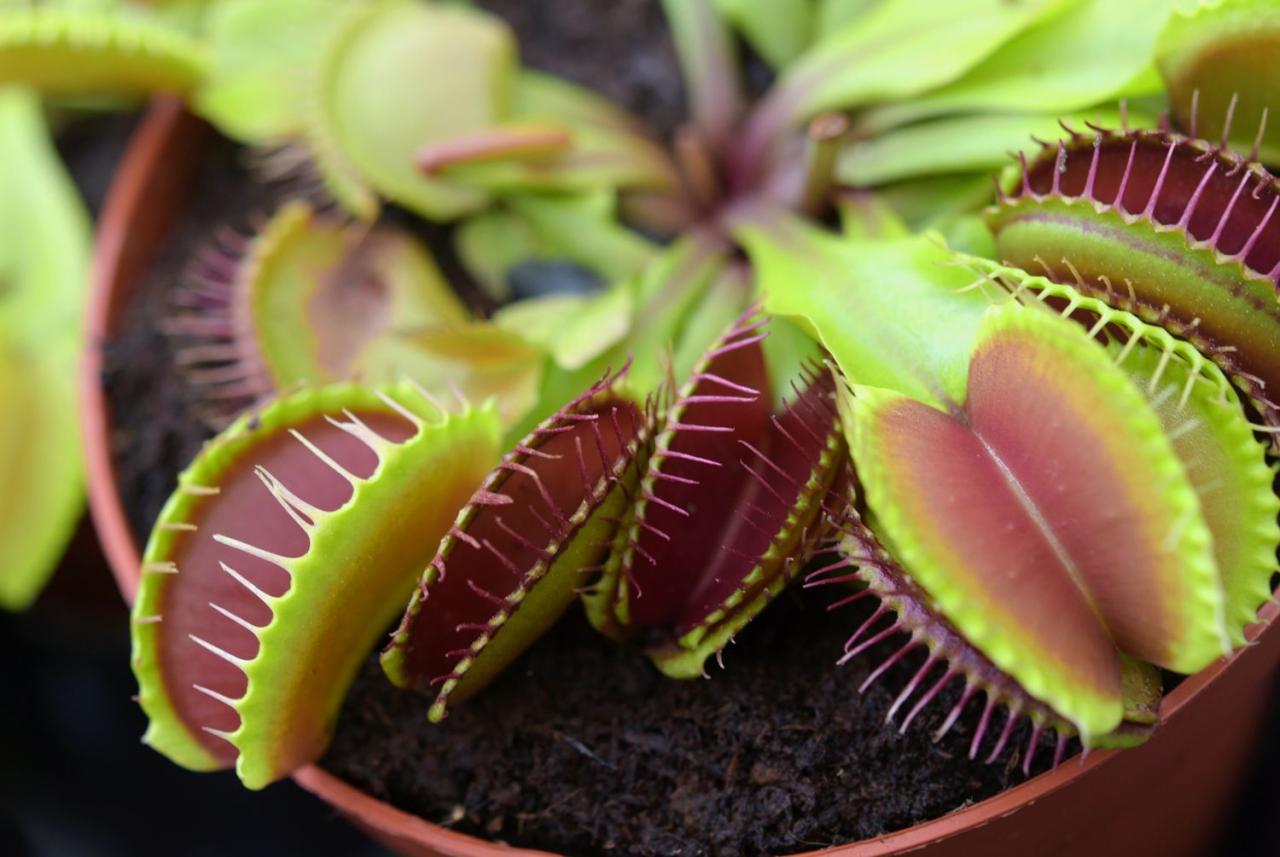 The Surprising Benefits of Propagating Venus Fly Traps