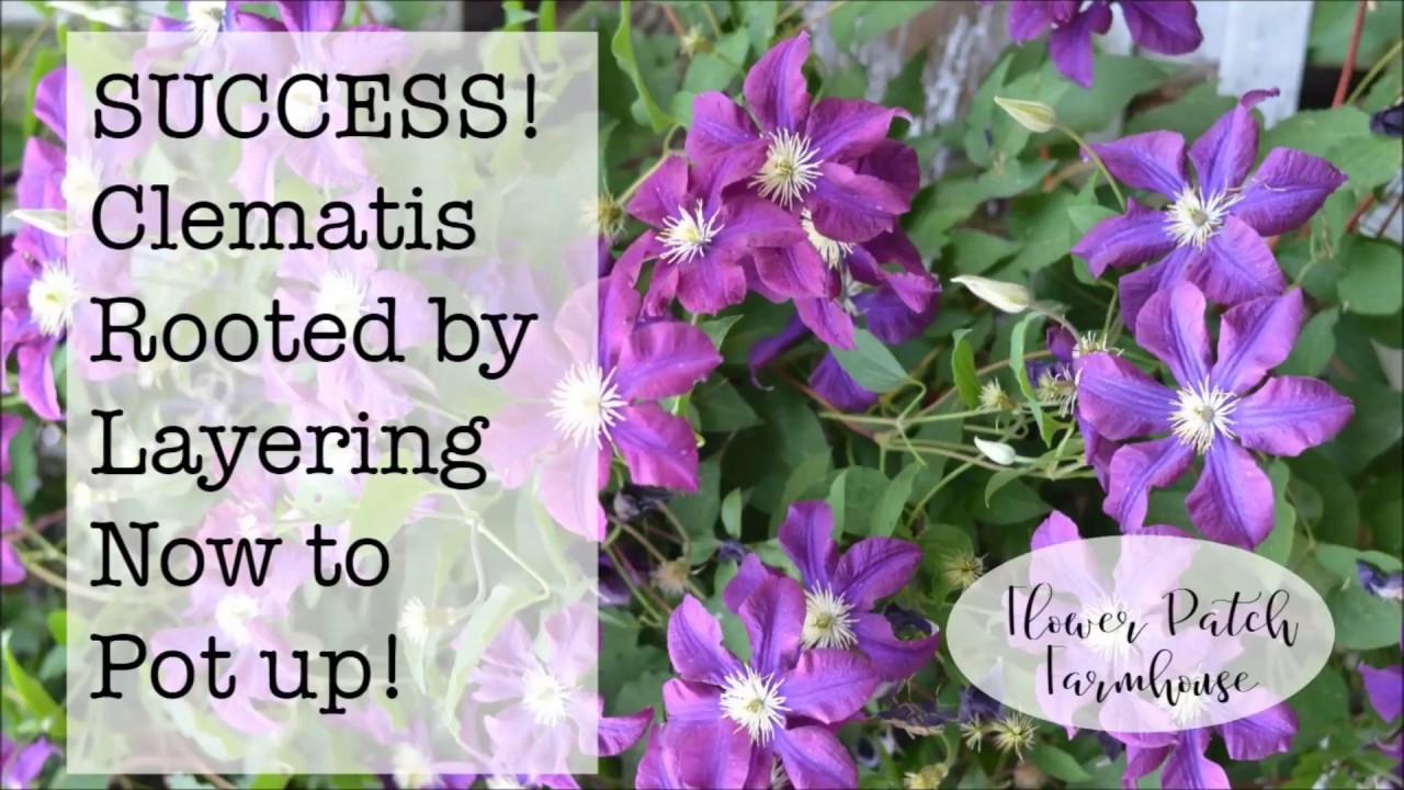 How to Effortlessly Achieve Success with Clematis Propagation