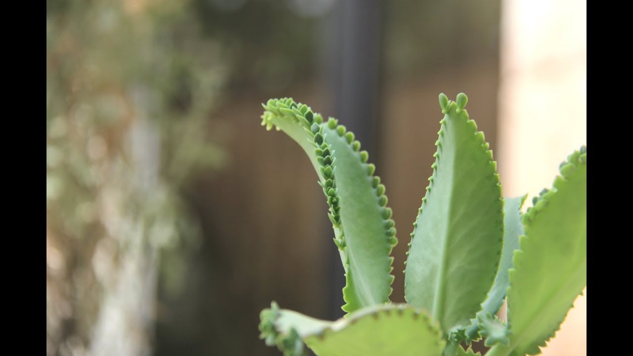 The Ultimate Guide to Propagating Mother of Thousands with Ease