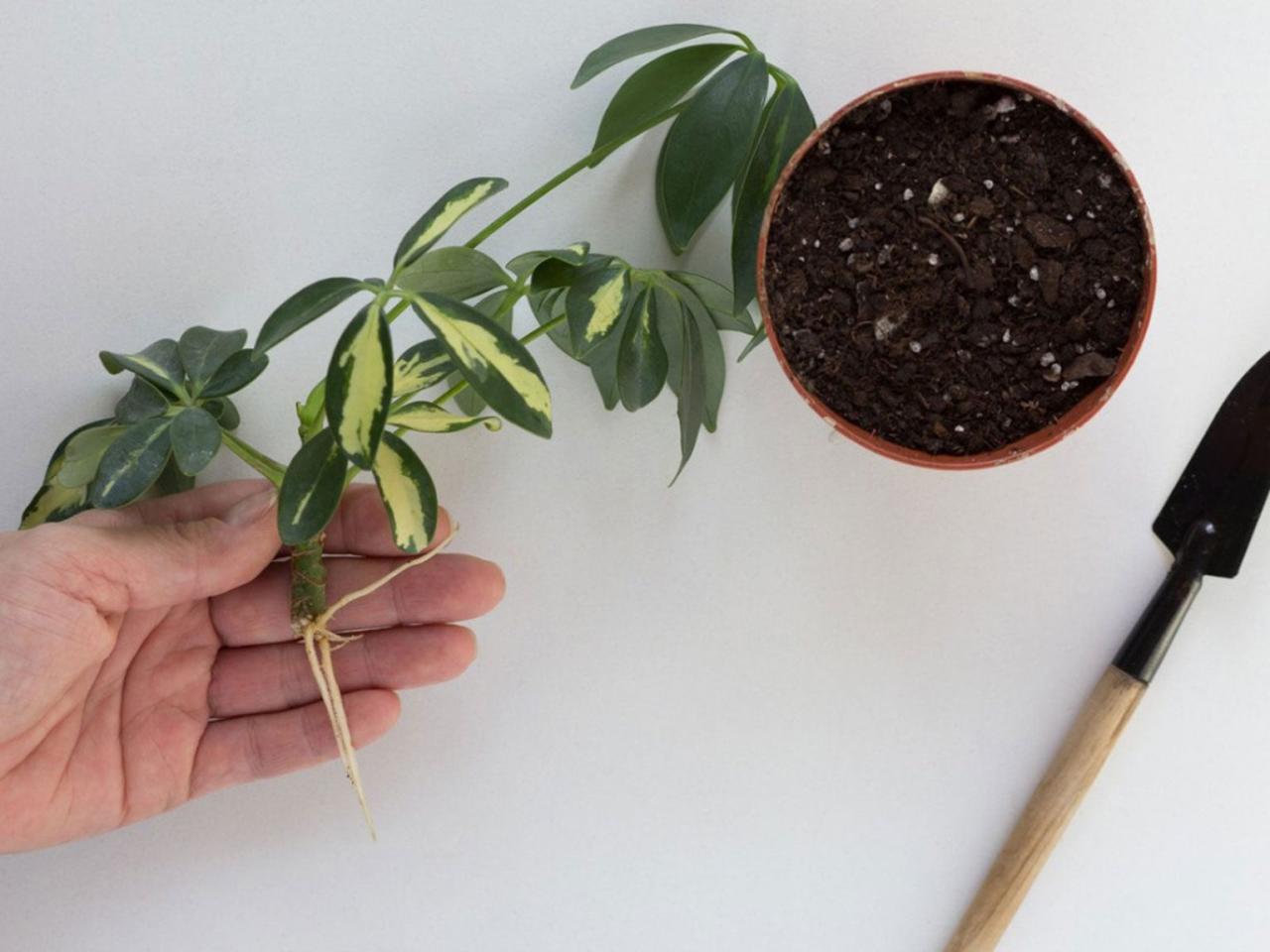 How to Effortlessly Expand Your Schefflera Collection