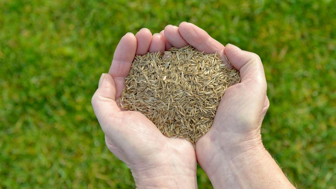 Sow Grass Seed for a Lush Lawn: Expert Guide